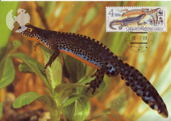 CM 2898 / 2901 - WWF ● - 1989